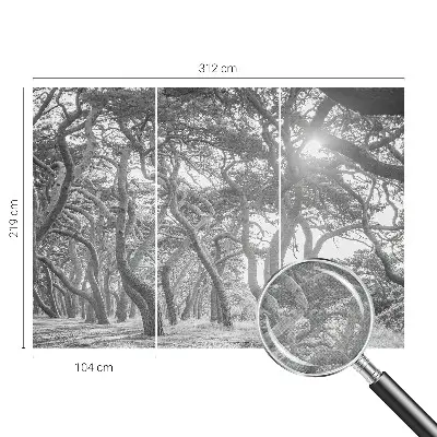Papier peint photographique sur tissu non tissé Forêt atmosphérique