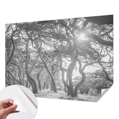 Papier peint photographique sur tissu non tissé Forêt atmosphérique