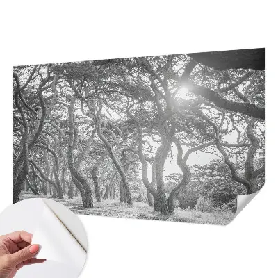 Papier peint photographique sur tissu non tissé Forêt atmosphérique