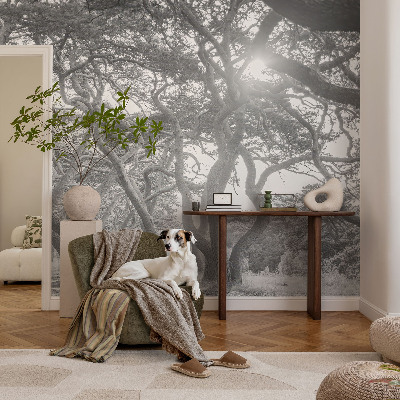 Papier peint chambre ado Atmosférický les