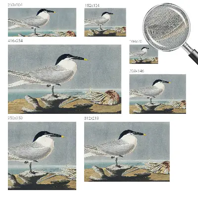 Papier peint photo imprimé sur tissu non tissé l'élégance ornithologique