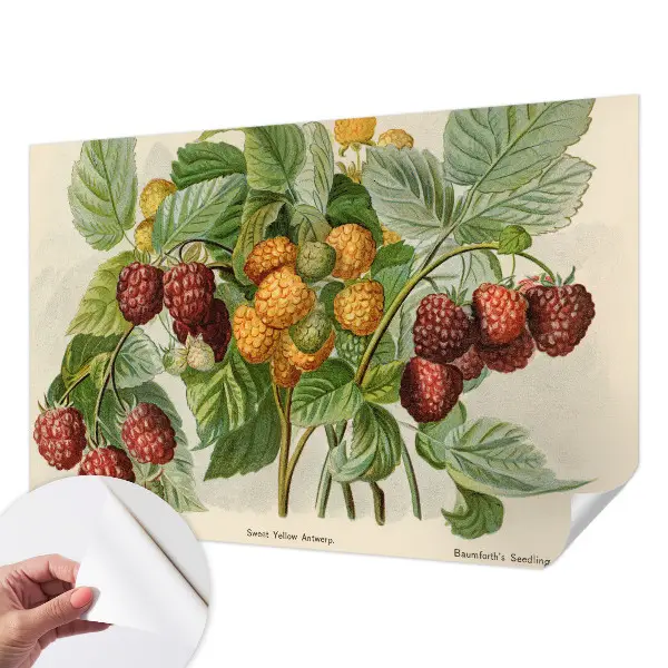 Papier peint photo grand format pour le mur framboises classiques