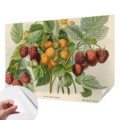 Papier peint tendance Klasické maliny