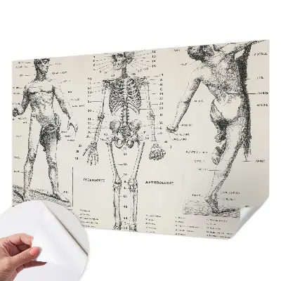 Papier peint intissé Anatomie classique