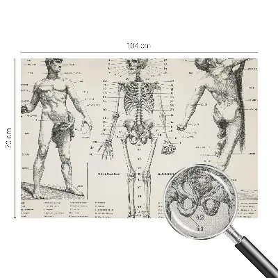 Papier peint intissé Anatomie classique