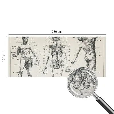 Papier peint intissé Anatomie classique