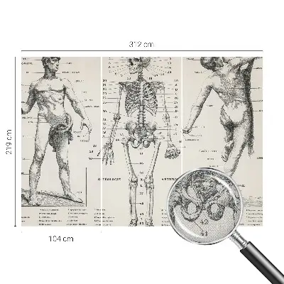 Papier peint intissé Anatomie classique