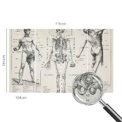 Papier peint intissé Anatomie classique