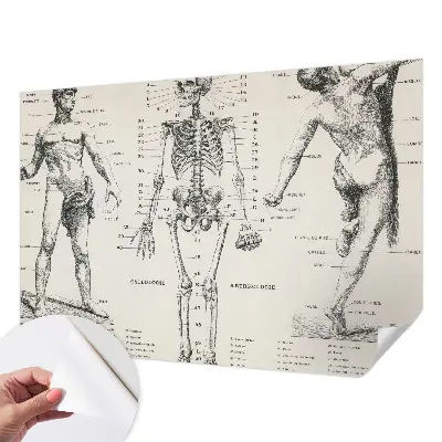 Papier peint intissé Anatomie classique