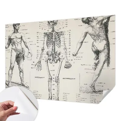 Papier peint intissé Anatomie classique