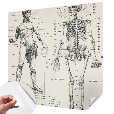 Papier peint intissé Anatomie classique