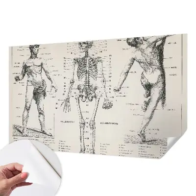Papier peint intissé Anatomie classique