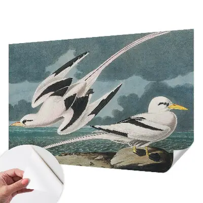 Papier peint photographique intissé Oiseaux au bord de la mer