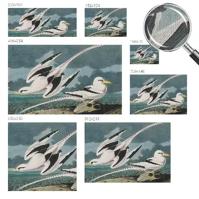 Papier peint photographique intissé Oiseaux au bord de la mer