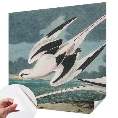 Papier peint photographique intissé Oiseaux au bord de la mer