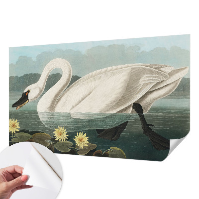Papier peint chambre garçon Labuť a lekná