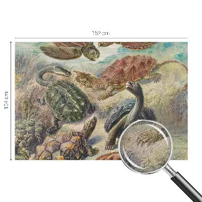 Papier peint photo grand format pour le mur faune des tortues