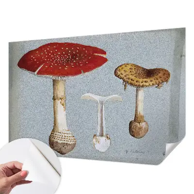 Papier peint intissé Gravures de champignons