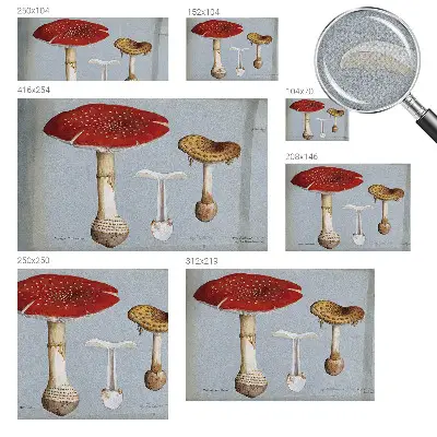Papier peint intissé Gravures de champignons