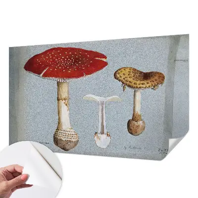Papier peint intissé Gravures de champignons
