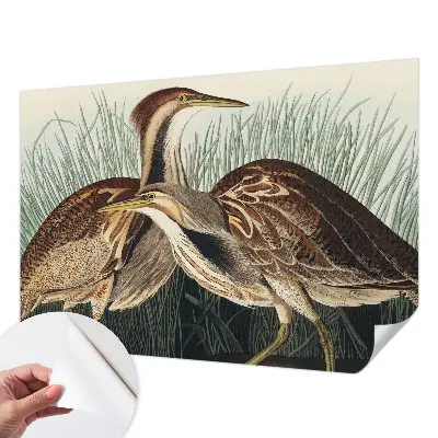 Papier peint photo grand format pour le mur Oiseaux réalistes