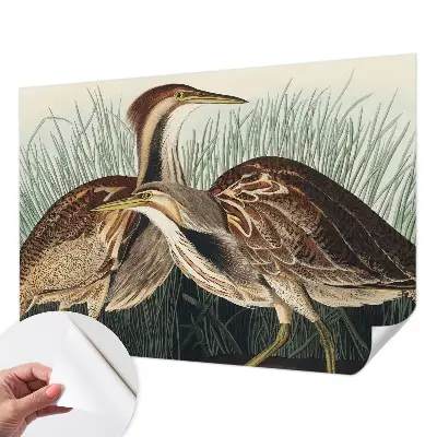 Papier peint photo grand format pour le mur Oiseaux réalistes