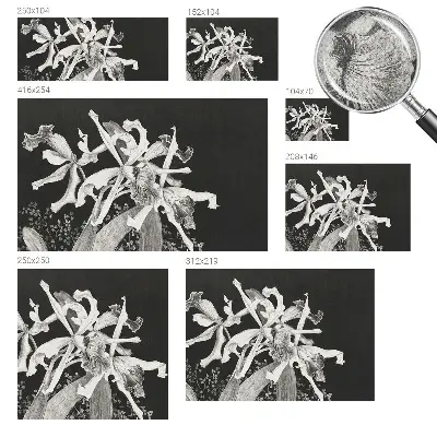 Papier peint photographique sur tissu non tissé Illustration d'orchidée