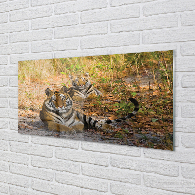 Tableaux sur verre acrylique Tigres