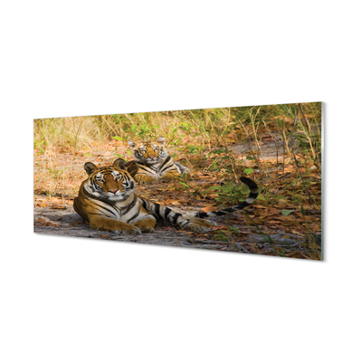Tableaux sur verre acrylique Tigres