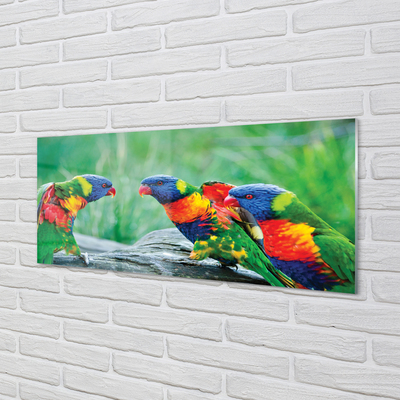 Tableaux sur verre acrylique Arbre perroquet coloré