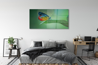 Tableaux sur verre acrylique Feuille papillon coloré