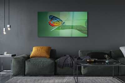 Tableaux sur verre acrylique Feuille papillon coloré