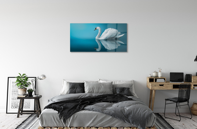Tableaux sur verre acrylique Swan dans l'eau
