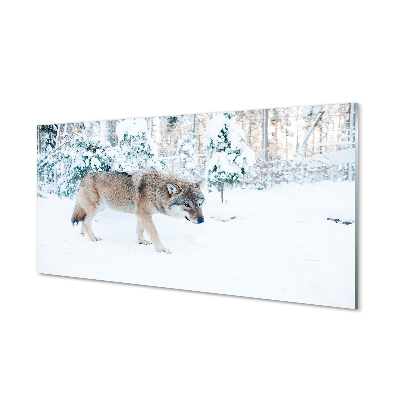 Tableaux sur verre acrylique Loup forêt d'hiver