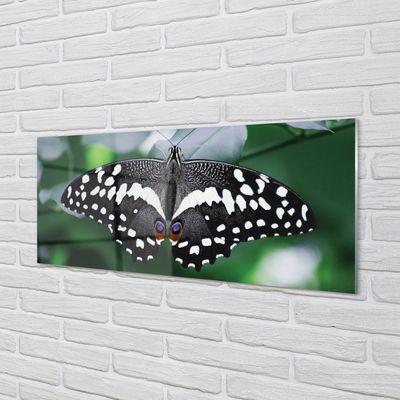 Tableaux sur verre acrylique Feuilles de papillon coloré