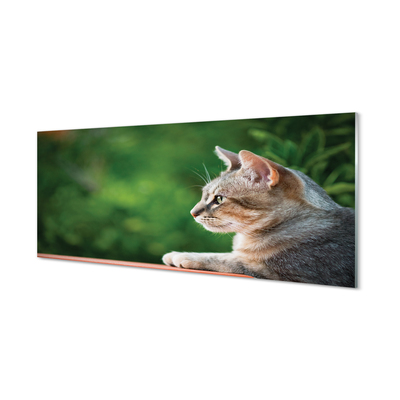 Tableaux sur verre acrylique Recherche chat