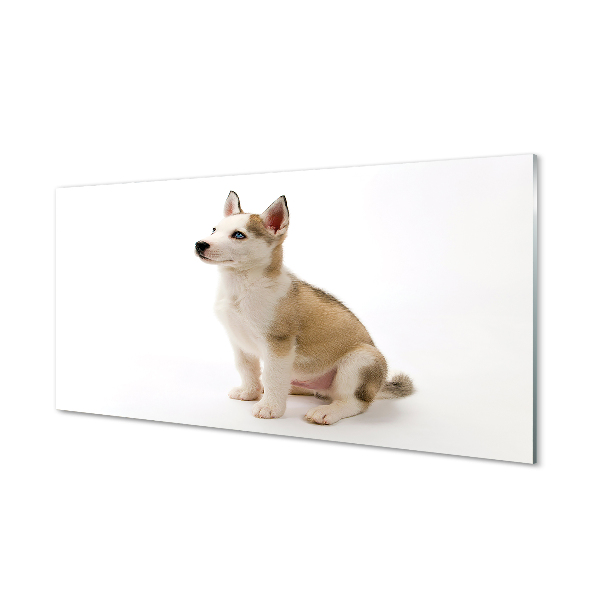 Tableaux sur verre acrylique Assis petit chien