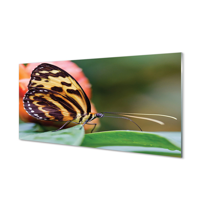 Tableaux sur verre acrylique Papillon