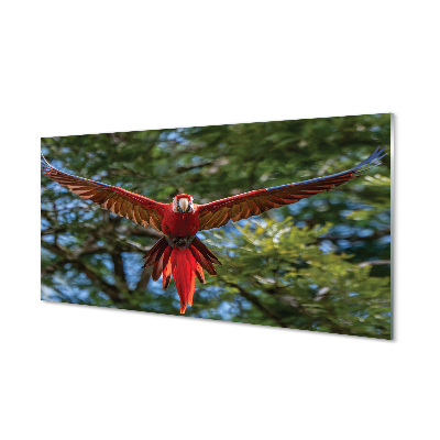 Tableaux sur verre acrylique Perroquet ara