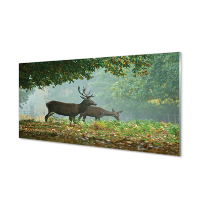 Tableaux sur verre acrylique Cerf forêt d'automne
