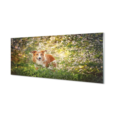 Tableaux sur verre acrylique Fleurs forestières chien