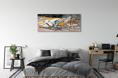 Tableaux sur verre acrylique Tigre couché