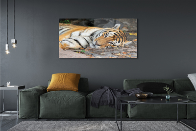 Tableaux sur verre acrylique Tigre couché