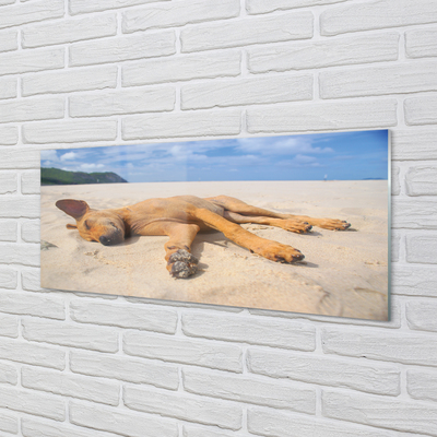 Tableaux sur verre acrylique Couché plage de chien