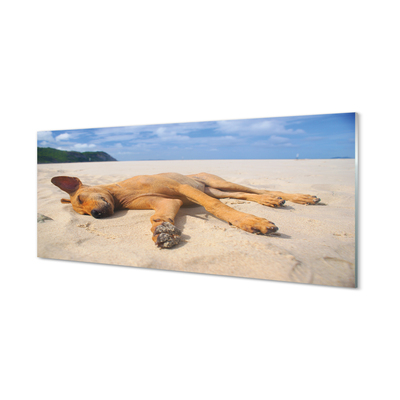 Tableaux sur verre acrylique Couché plage de chien