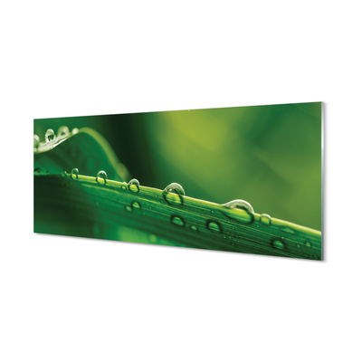 Tableaux sur verre acrylique Herbe macro gouttes