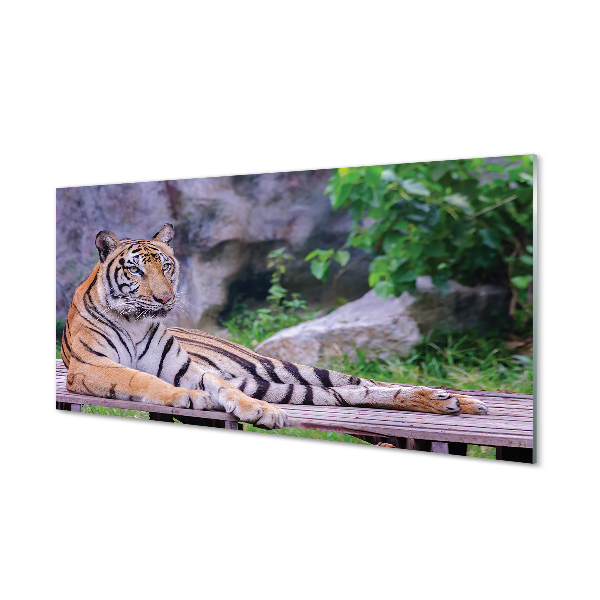 Tableaux sur verre acrylique Tiger dans un zoo