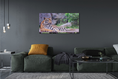 Tableaux sur verre acrylique Tiger dans un zoo