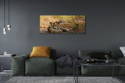 Tableaux sur toile canvas Tigres