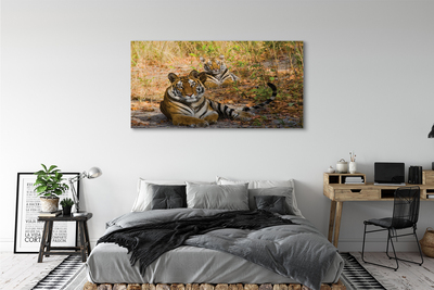 Tableaux sur toile canvas Tigres